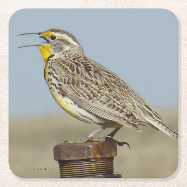 B6 Western Meadowlark Square Paper Coaster (Front)
