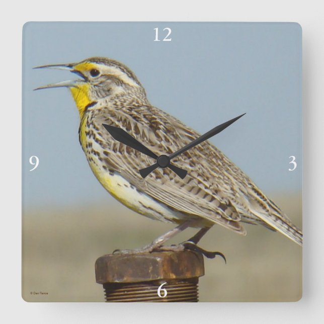 B6 Western Meadowlark Square Wall Clock (Front)