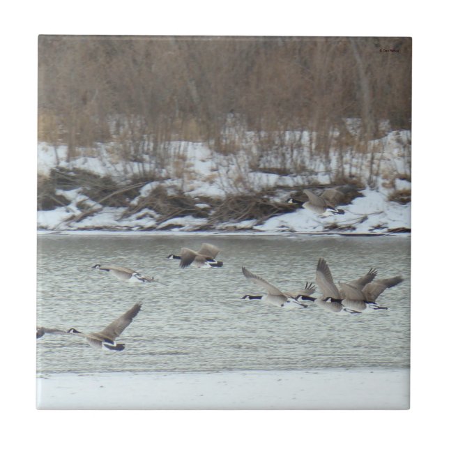 B7 Canadian Geese in Flight Tile (Front)