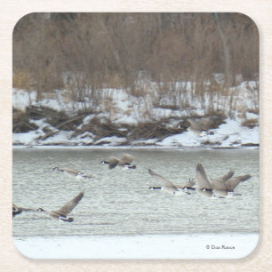 B7 Canadian Geese Over Winter River Square Paper Coaster