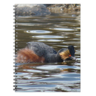 B8 Eared Grebe Courting Notebook