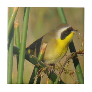 B9 Common Yellowthroat Tile