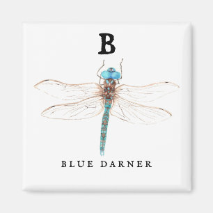 "B" Blue Darner  Magnet