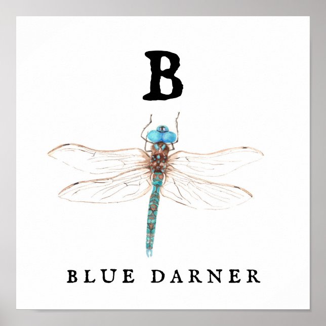 "B" Blue Darner Poster (Front)