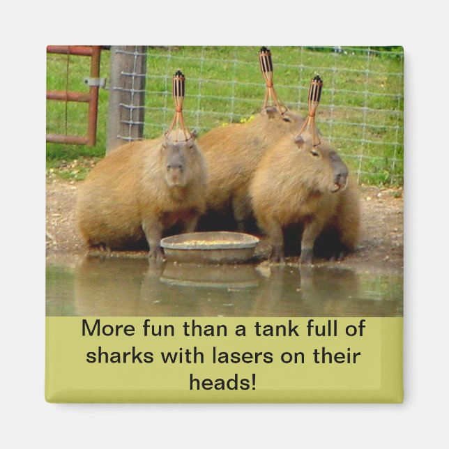 B - Magnet capybara humoristique (Devant)