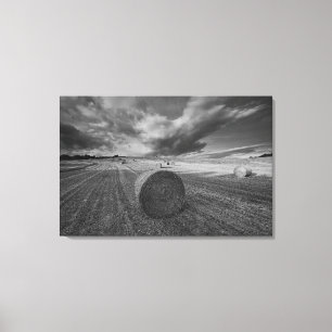 B&W Barley Field 2 Canvas Print