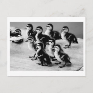 B&W Ducklings Postcard