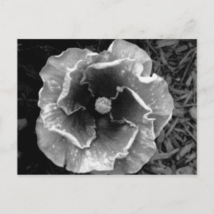 B/W Flower Postcard