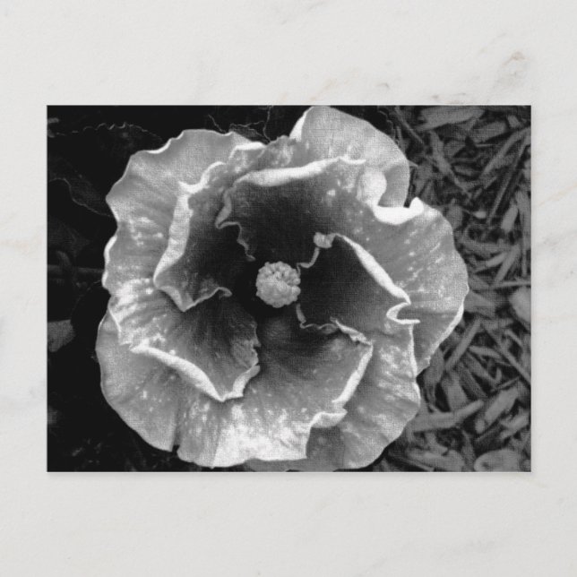 B/W Flower Postcard (Front)