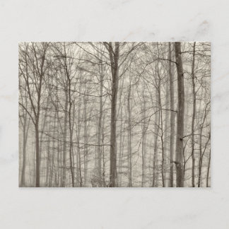 B&W Forest with morning fog behind the trees Postcard