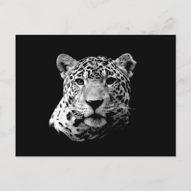 B&W Jaguar Postcard (Front)