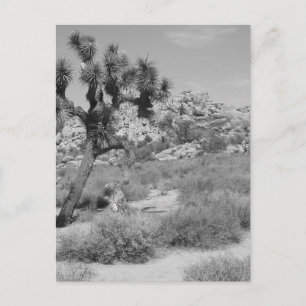 B&W Joshua Tree National Park 3 Postcard