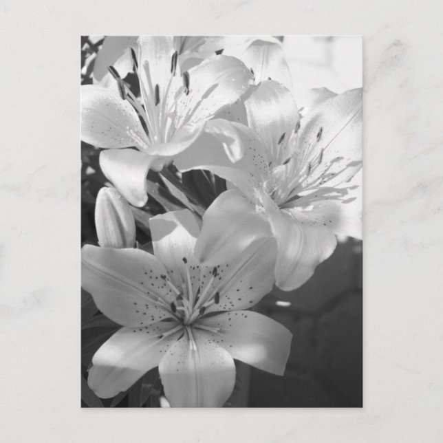 b&w lillies postcard (Front)