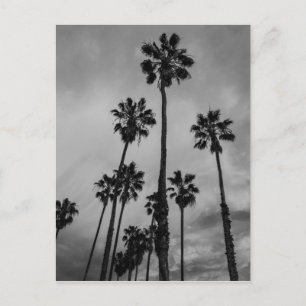 B&W Los Angeles palms Postcard