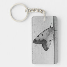 B&W - Ophiusa tirhaca, drabe vert