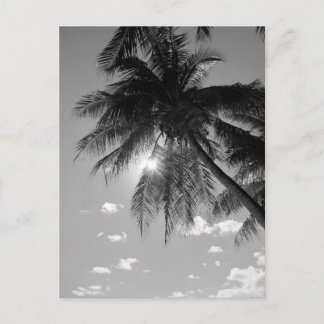 B&W Palm Postcard
