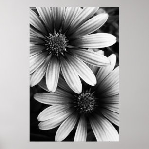 B&W Petals #6 Poster
