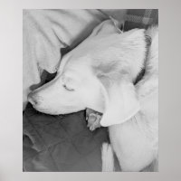 B & W Photo of Beautiful White Dog Sleeping