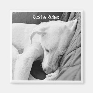 B & W Photo of Cute Dog Sleeping Get Well Soon Magnet