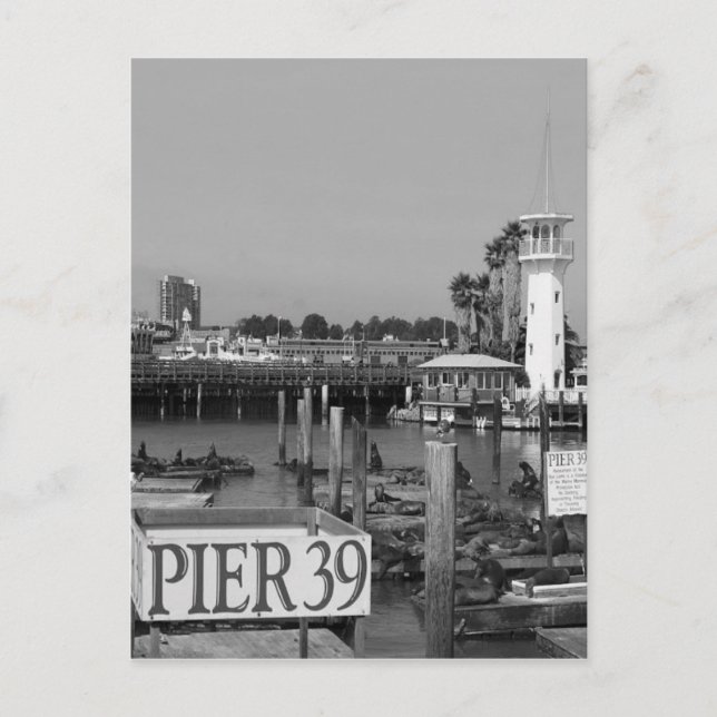 B&W Pier 39 Sea Lions Postcard (Front)