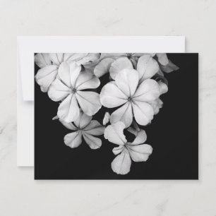 b&w postcard
