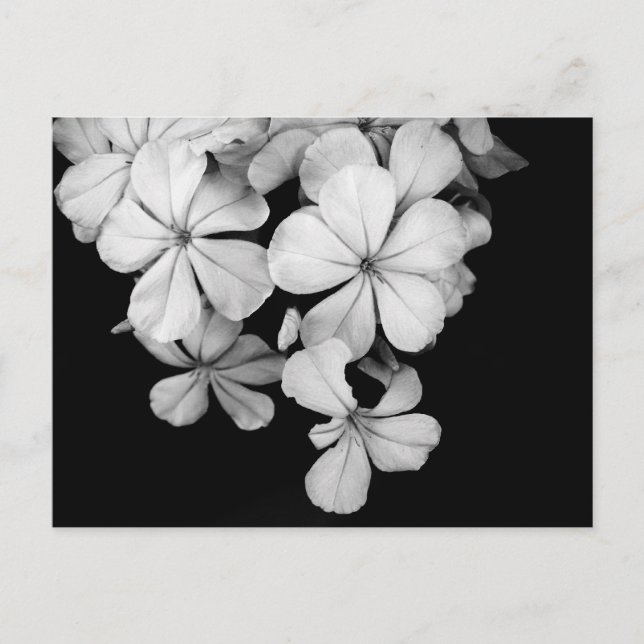 b&w postcard (Front)