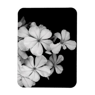 b&w postcard magnet