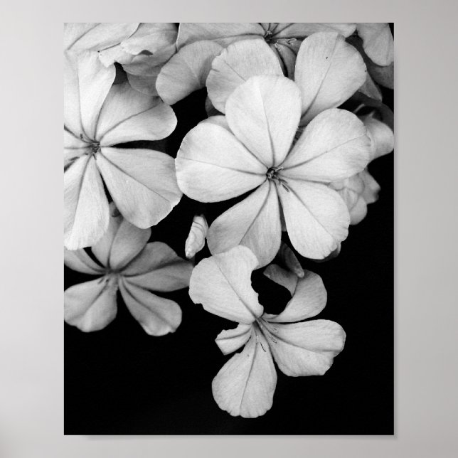 b&w postcard poster (Front)