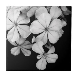 b&w postcard tile