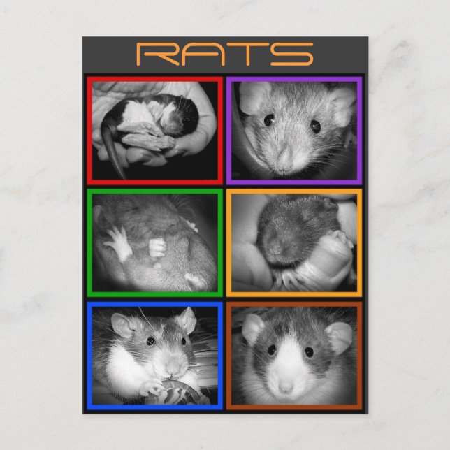B&W RATS collage Postcard (Front)