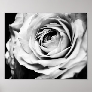 B&W Rose Sharpened Poster