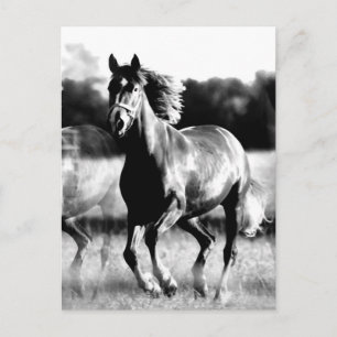 B&W Running Horse Postcard