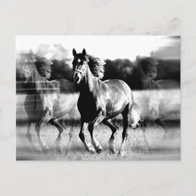 B&W Running Horse Postcard (Front)