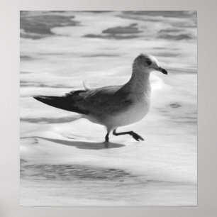 B&W Seagull in Ocean Foam Poster