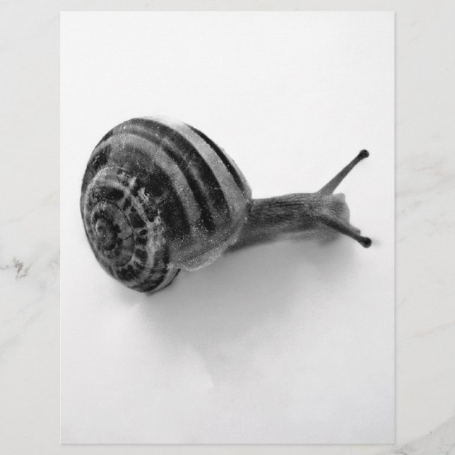 B&W snail (Front)