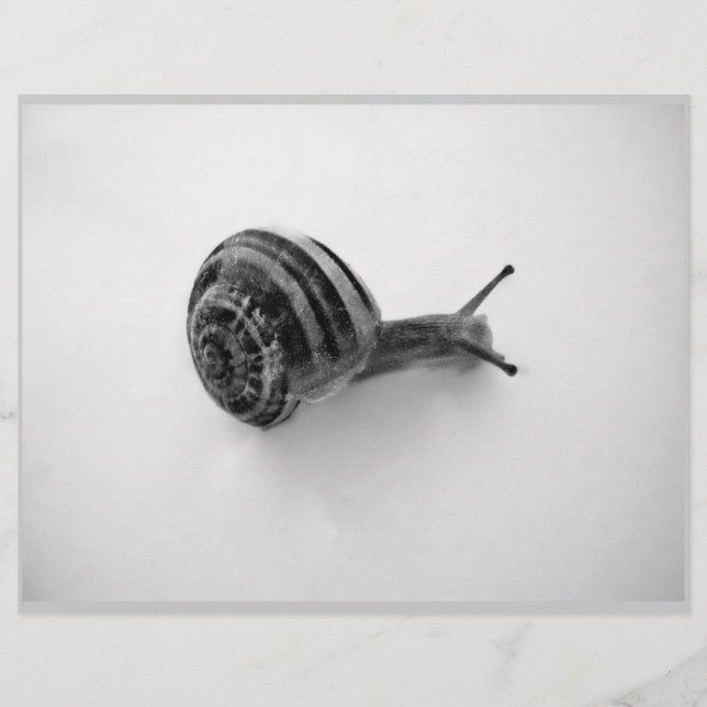B&W snail (Front)