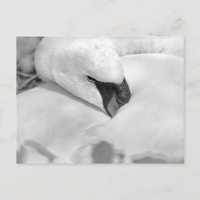 B&W Swan Postcard (Front)