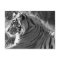 B&W Tiger Profile Photo