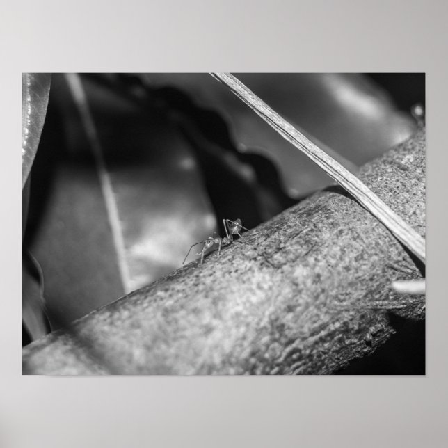 B&W - Weaver Ant on a Wood Poster (Front)