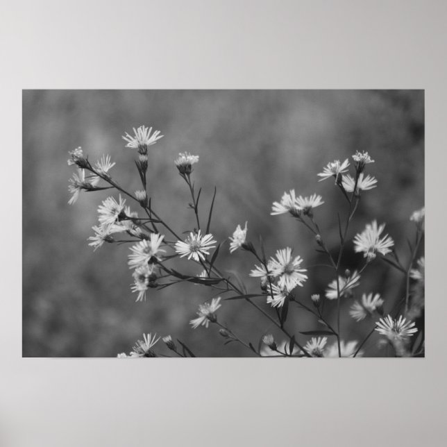 B&W White Flowers Poster (Front)