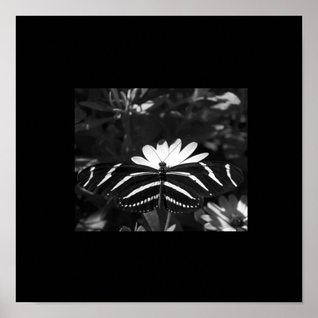 B&W Zebra Butterfly on Black Poster (Front)