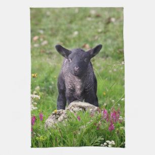 Baa Baa Black Sheep Kitchen Towel