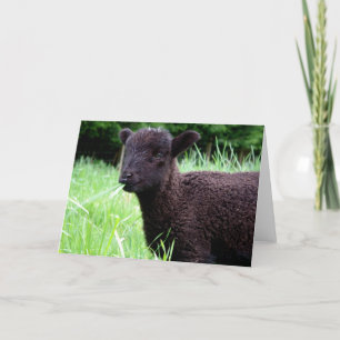 BaaBaa Black Sheep Note Card