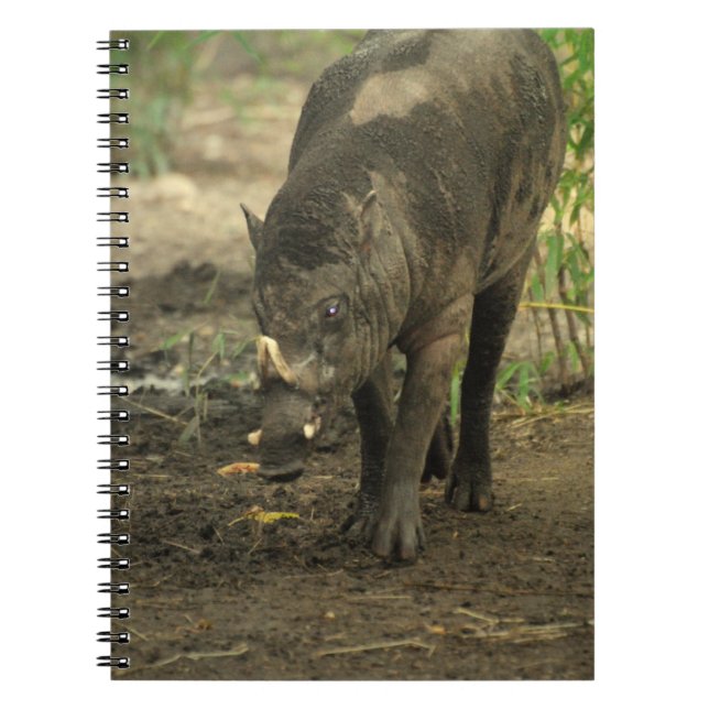 Babirusa  Notebook (Front)