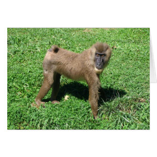 Baboon