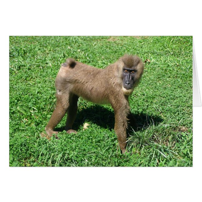 Baboon (Devant horizontal)