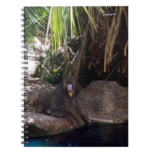 Baboon Au Paradis, Carnet (Devant)