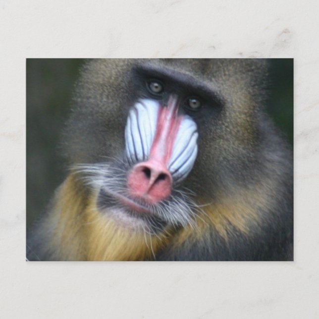 Baboon Face Postcard (Front)