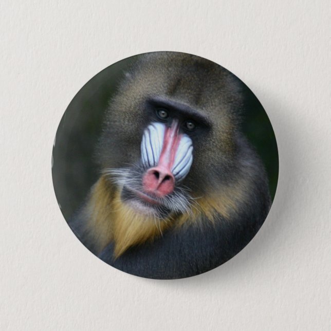 Baboon Face Round Button (Front)
