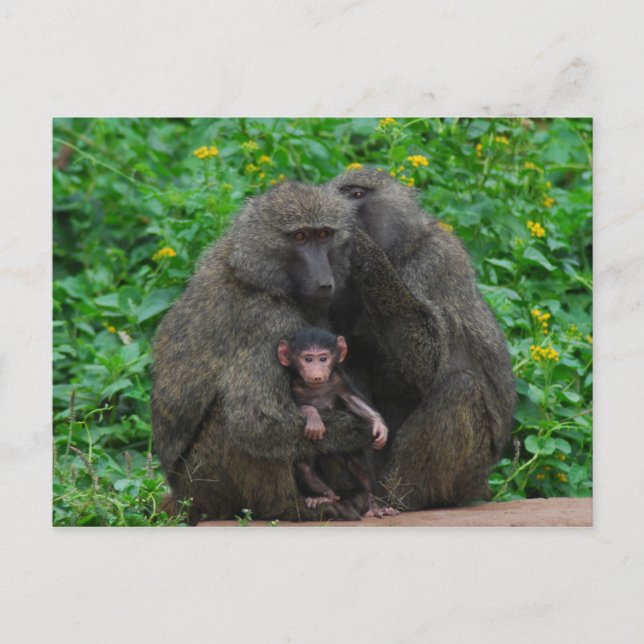 Baboon Family Postcard (Front)
